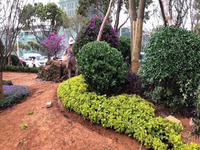 園林施工現場5